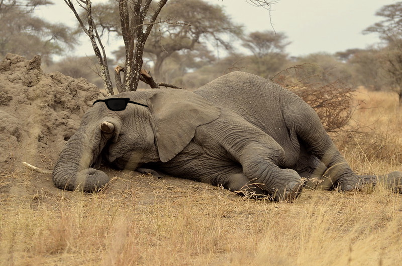 Elephant is asleep now.